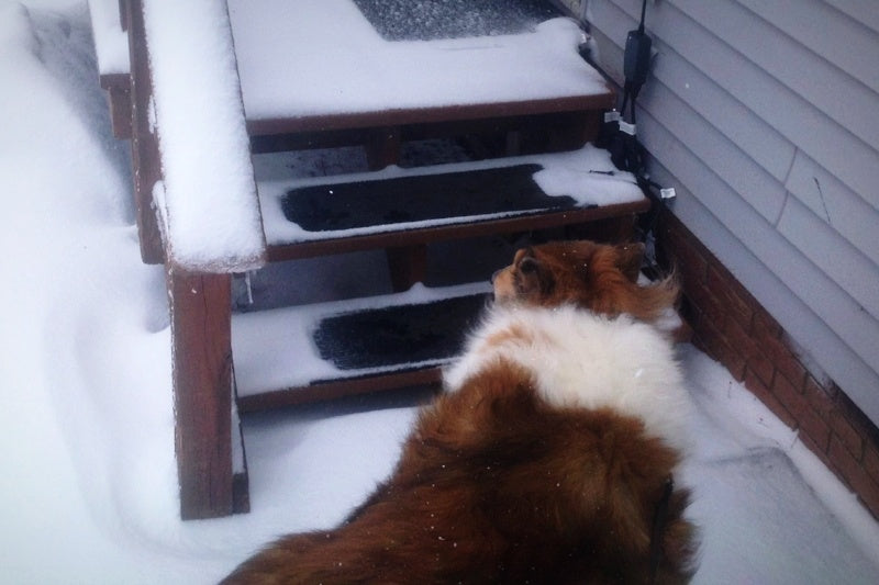 What Are the Dangers of Using Rock Salt Around Pets?