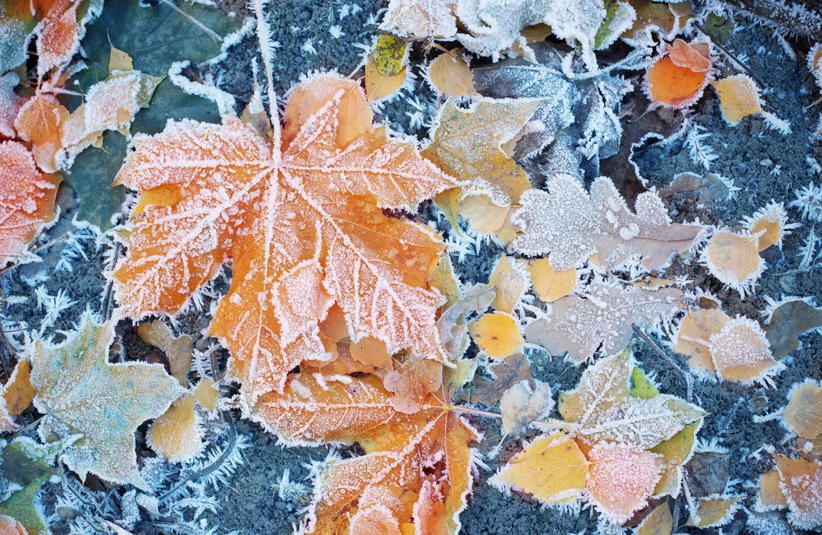 Leaves with frost on them as fall starts to turn to winter.