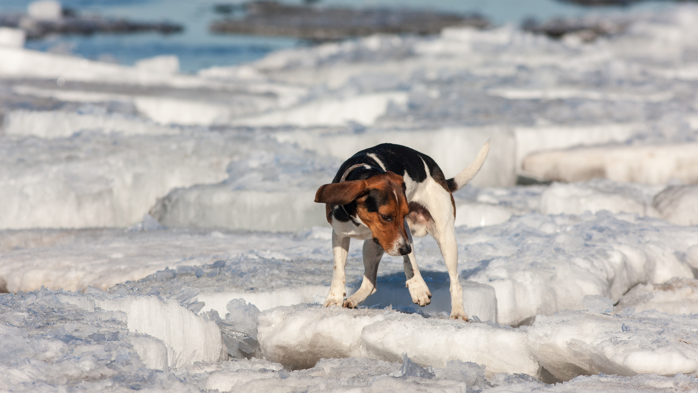 A medium sized orange, black, and white dog stands nervously on a sheet of ice.