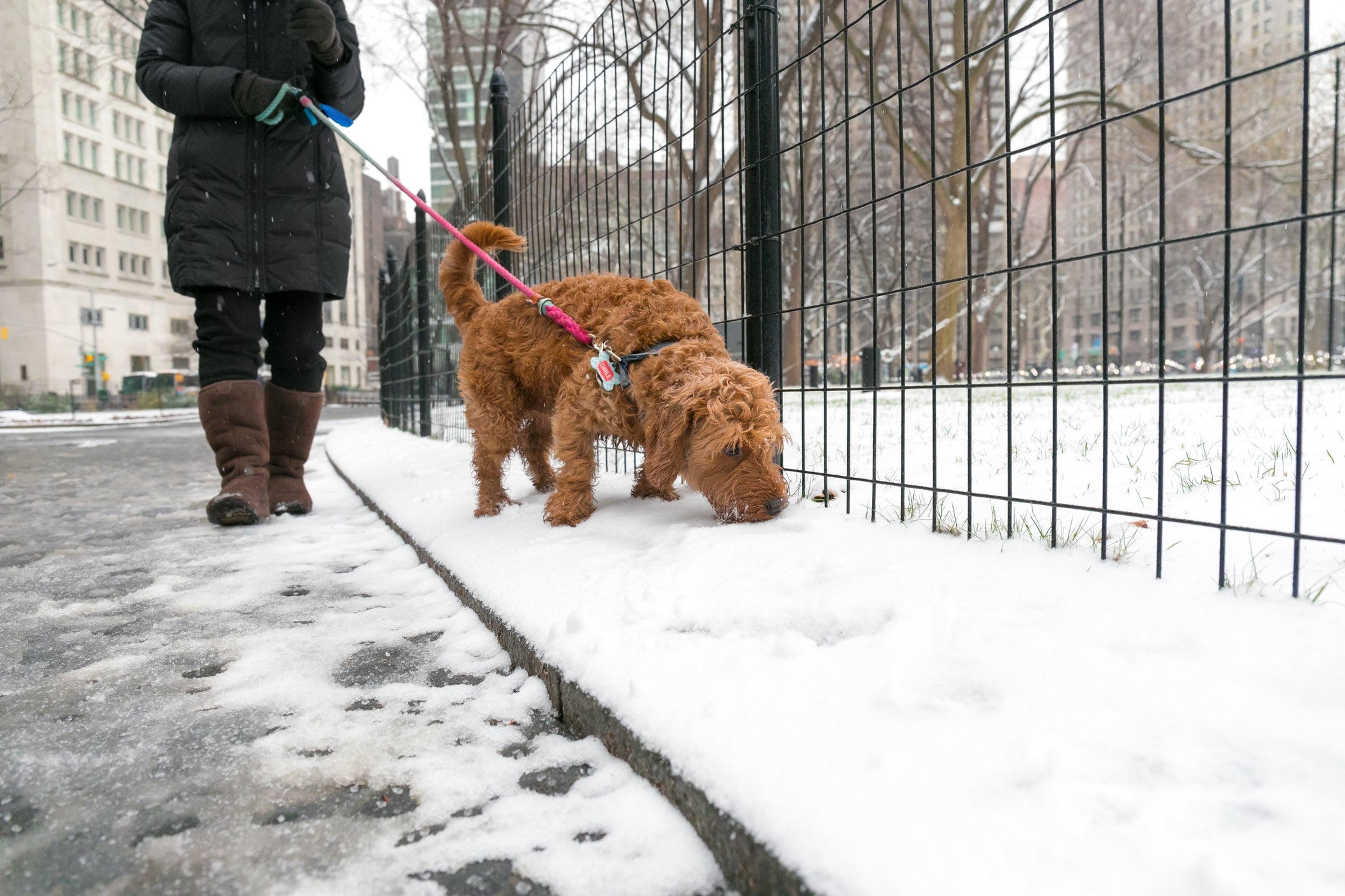 Pet-Safe Sidewalk Salt: What You Need to Know This Winter