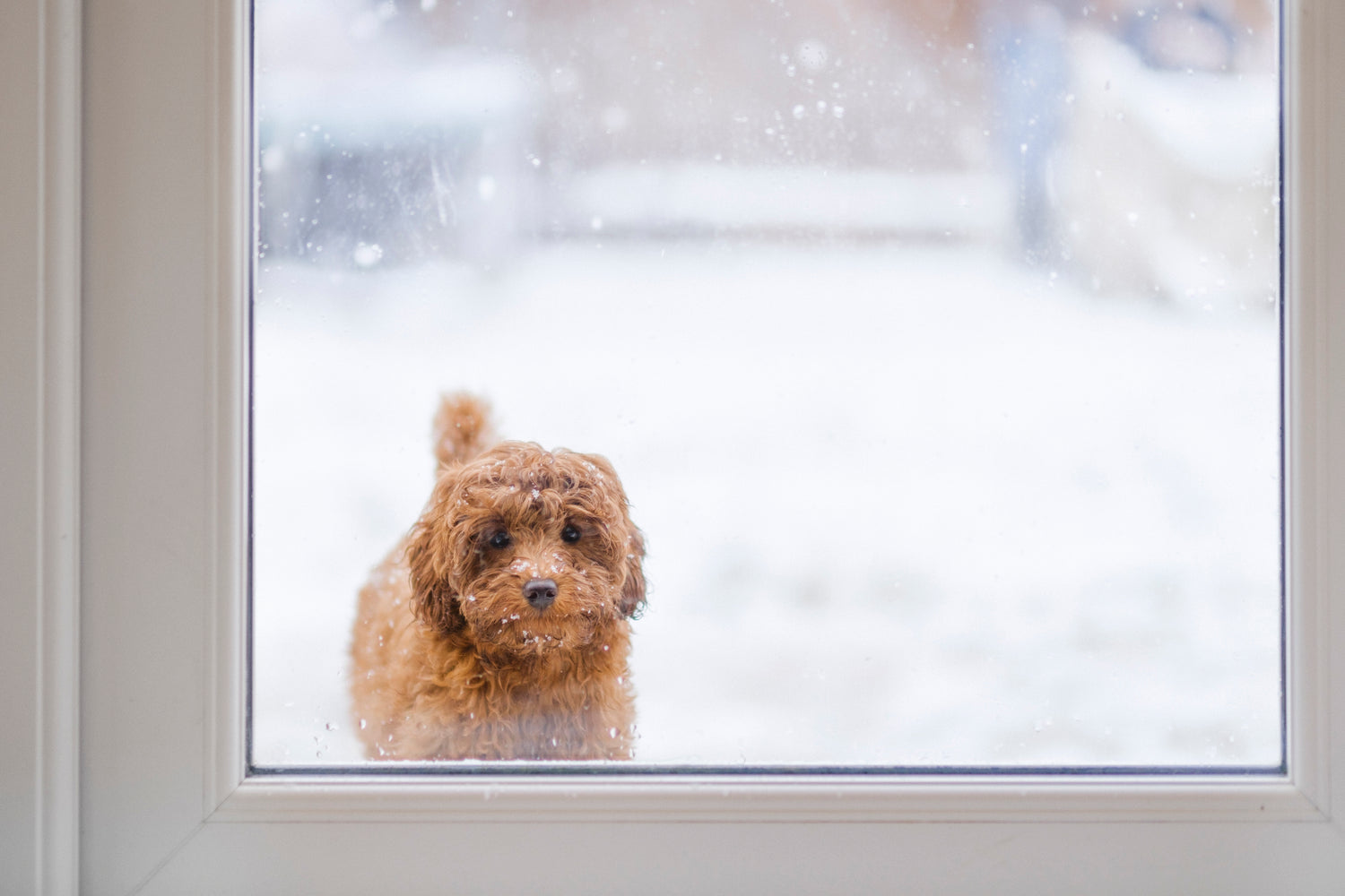 Cold Weather Pet Safety: A Guide to Ensuring Your Furry Friend's Well-being