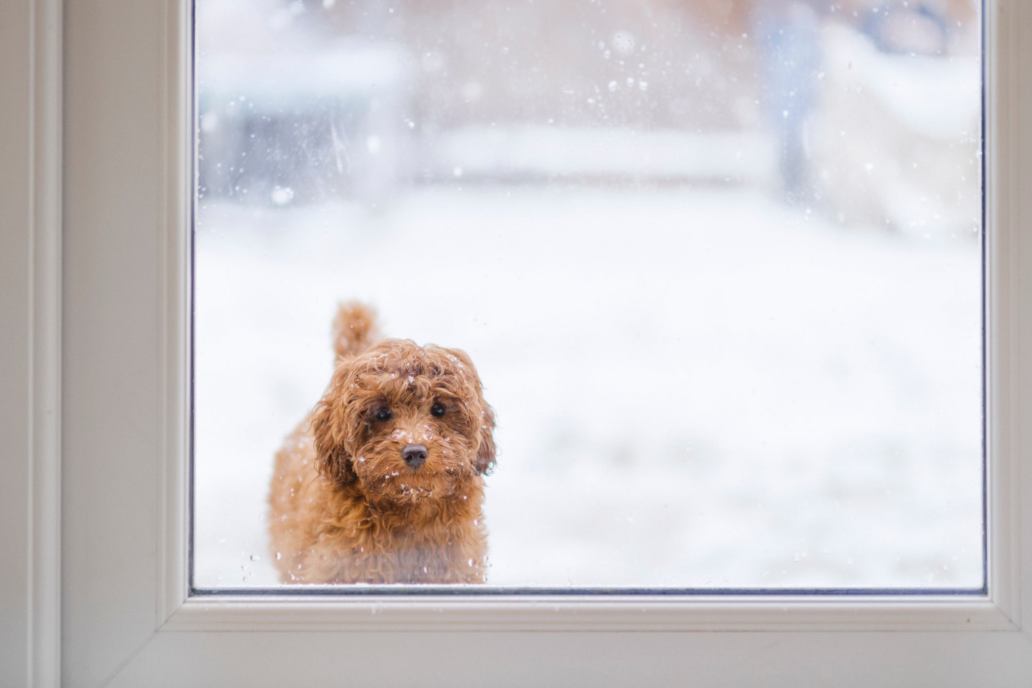 Cold Weather Pet Safety: A Guide to Ensuring Your Furry Friend's Well-being