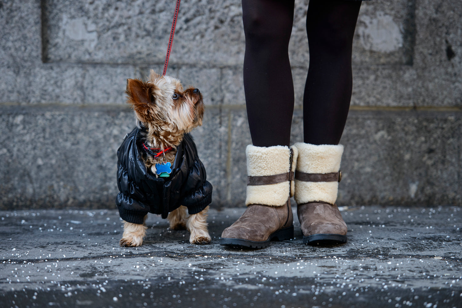 a small dog in a coat looks up at their owner