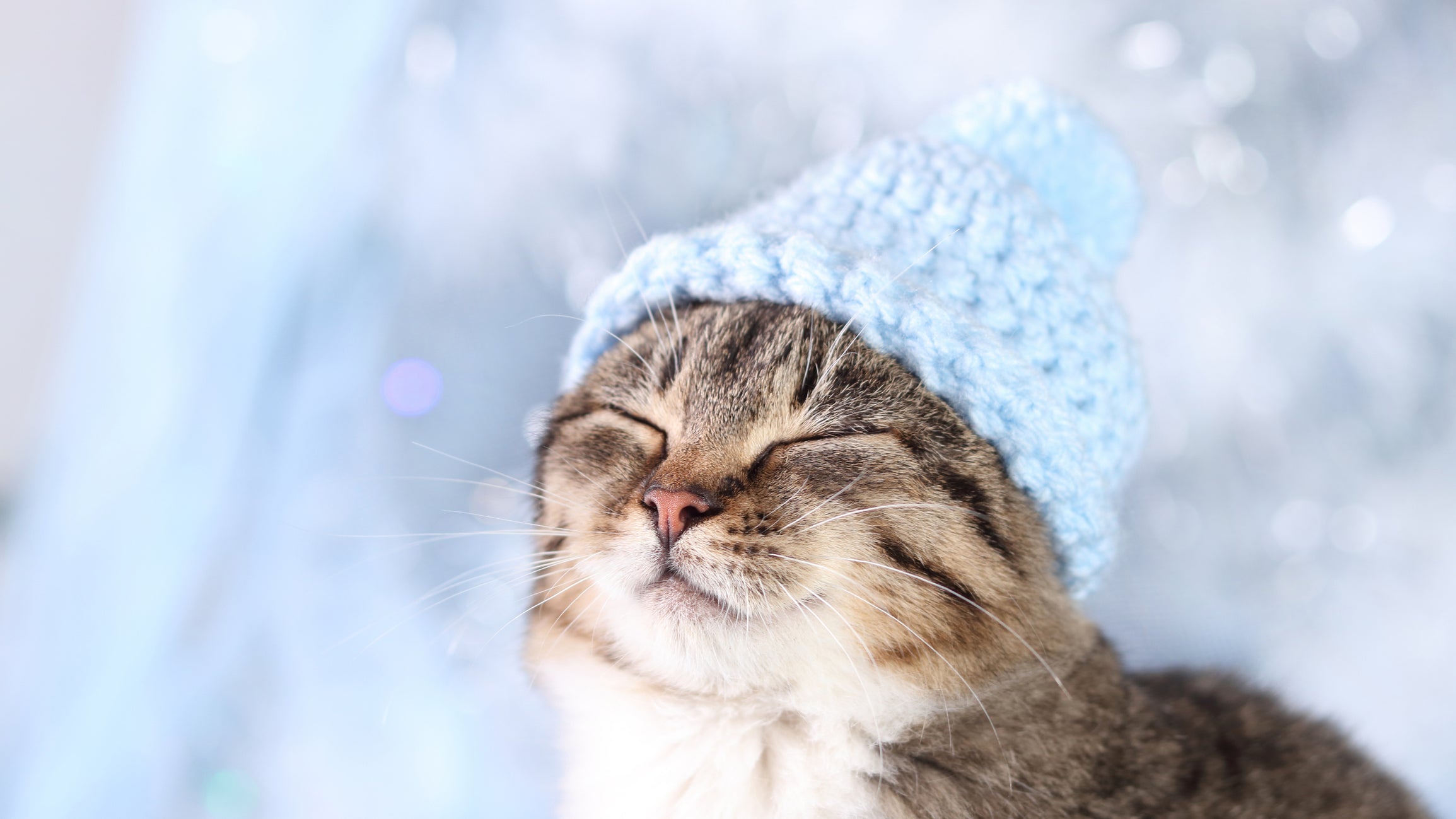 Winter Pet Safety Tips for a Joyful Chilly Season