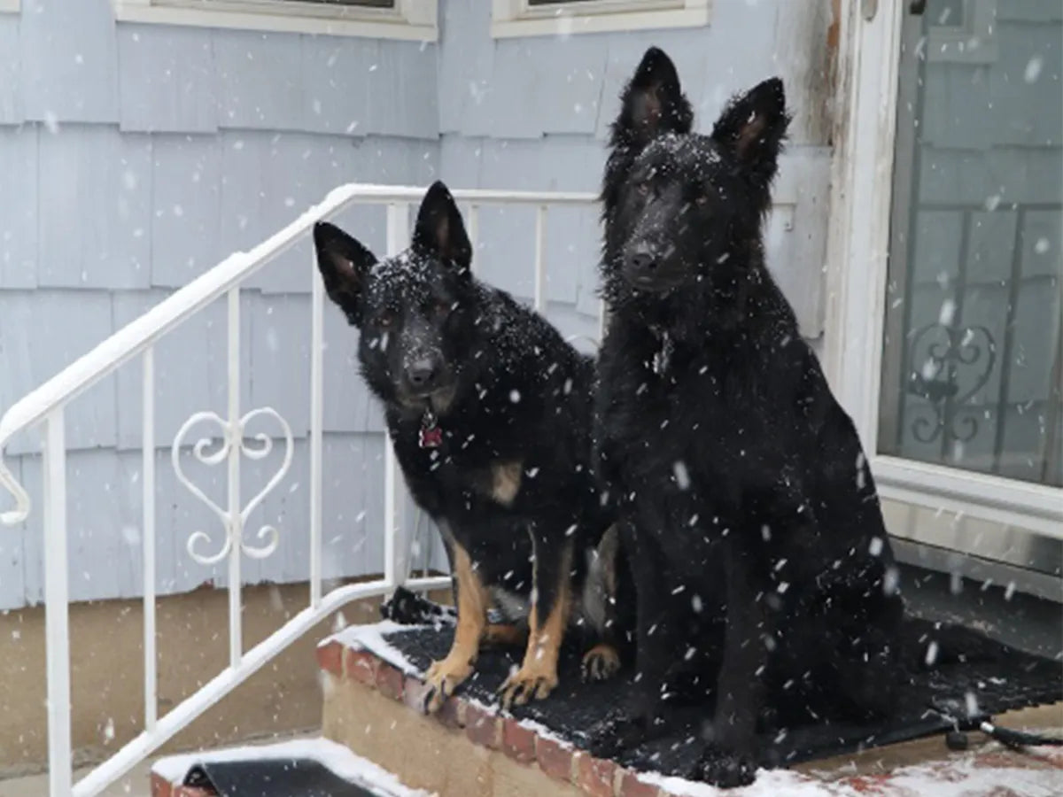 A pair of dogs sitting outside a home with a HeatTrak Entrance Mat that melted the snow.